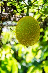 Fotobehang Gac fruit in the field © khamkula