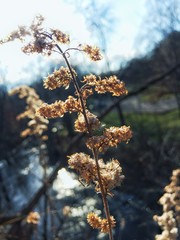 Dead plant drifting in the wind
