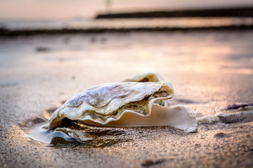 Fresh oyster in the sand at the beach during low tide