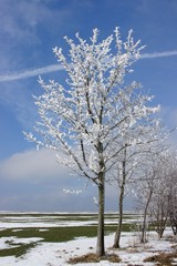 Frost