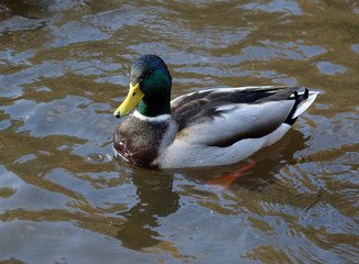duck on the water