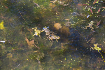 huge frog herd in a pond