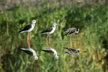Threesome of Black-Winged Stilts standing in shallow mirror water