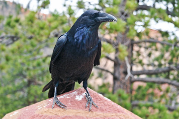 Raven at Bryce
