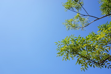 Fresh green leaves in the sky