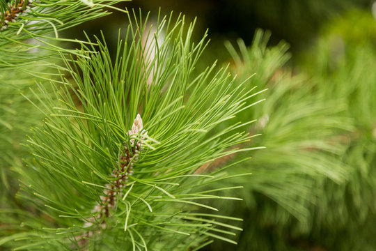 Branch of pine or Siberian cedar closeup