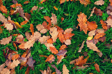 organic natural background. fallen oak leaves on the green grass