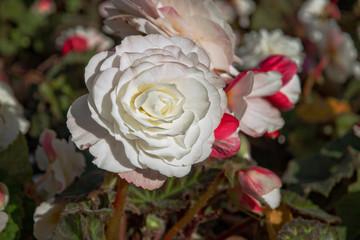 Blooming white rose and buds on a bush