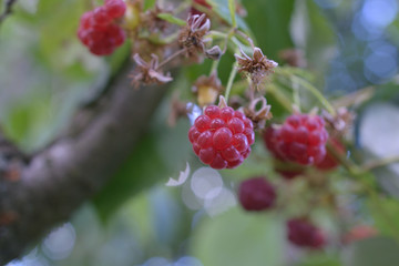 Autumn raspberries
