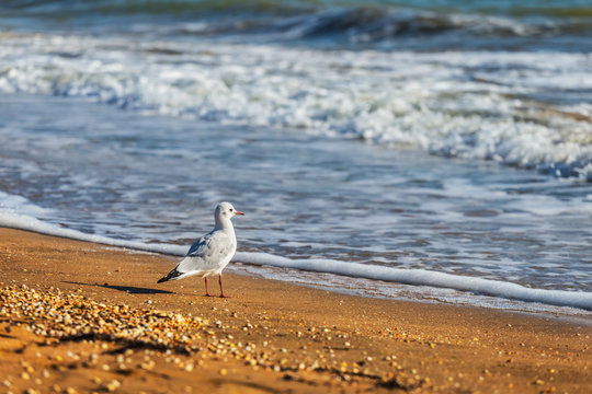 beautiful seagull on a sea coast