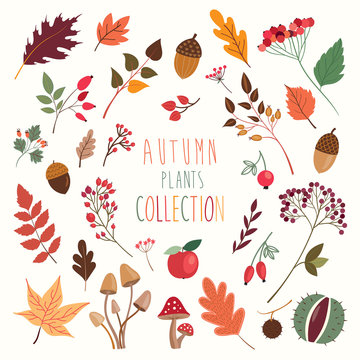 Autumn decorative plants and leaves collection
