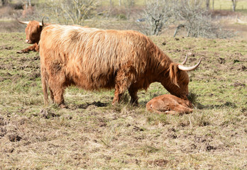 Wake up Little Calf