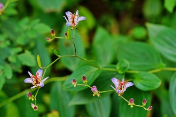 ホトトギスの花