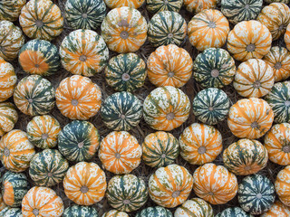 Pumpkins: Festival Squash On Hay, Cucurbita pepo