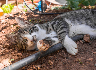 Cat in the Dirt