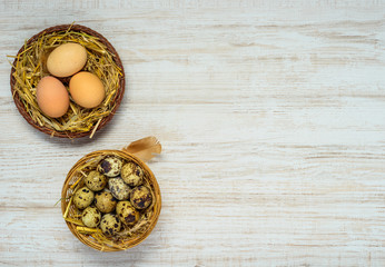 Chicken and quail eggs in nest