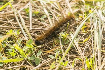 Caterpillar of Macrothylacia rubi.