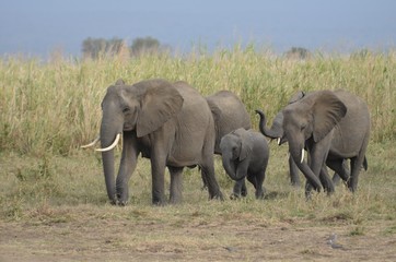 herd of elephants approaching a waterhole to drink in Mikumi National Park in Tanzania 