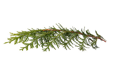 Arborvitae branch with seeds on the tips of the shoots horizontally. Object on a white background.