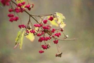 closeup tree branch with small autumn flowers