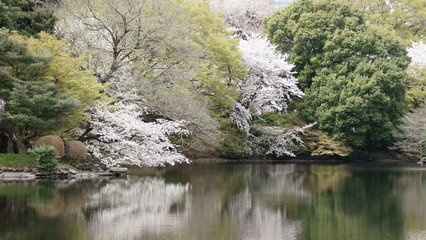 水面と桜