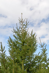 Weihnachtsbaum mit Geschenke in der Natur
