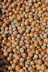 sfondo di nocciole raggruppate  hazelnuts background texture closeup many