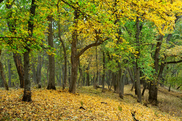 quiet golden autumn forest