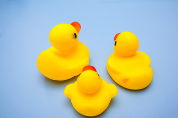 yellow duck family toy for kids play on blue background