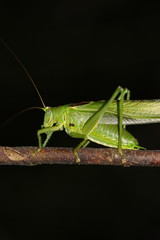 Heupferd Tettigonia viridissima