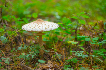 closeup umbrella mushroom in a forest