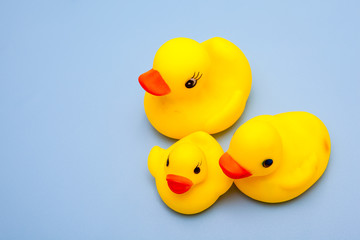 yellow duck family toy for kids play on blue background