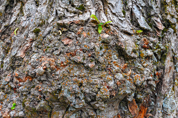 Lime tree foliage and bark