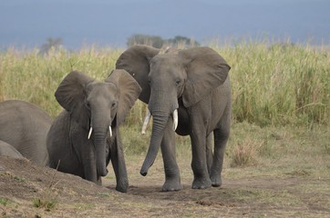 Fototapeta na wymiar Young elephant and his mother in MIkumi National Park in Tanzania easthern Africa 