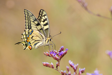 Swallowtail butterfly,  Papilio machaon flying around pink flowe