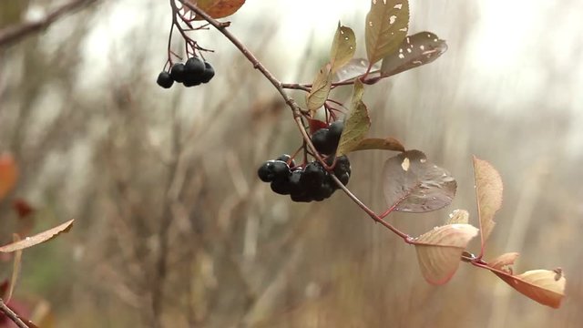 the autumn berry snow