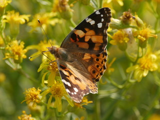 Orange Butterfly in Comacchio Lagoons, Po Delta National Park, Italy