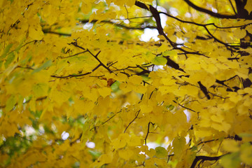 Golden linden tree
