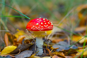 closeup red flyagaric mushroom