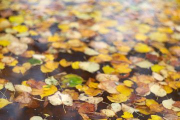Autumn leaves on water