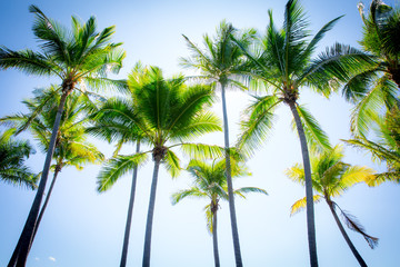 Obraz premium Hawaii Palm Trees