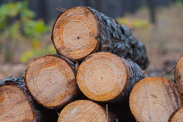 heap of pine tree log in a forest