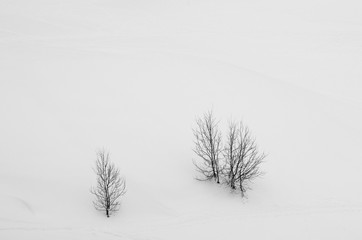 Des arbres dans la neige