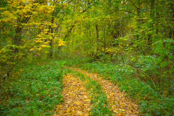 Fototapeta premium quiet autumn forest scene