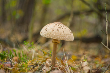 closeup umbrella mushroom in a autumn forest