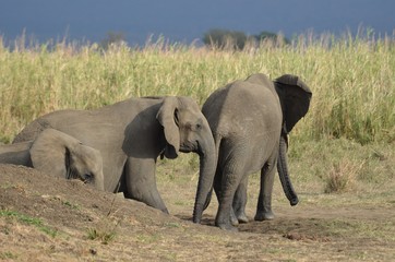Fototapeta na wymiar herd of elephants approaching a waterhole to drink in Mikumi National Park in Tanzania 