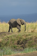 Fototapeta na wymiar elephant in Mikumi National Park in Tanzania easthern Africa