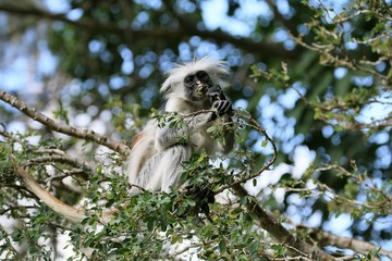 rote Colobus