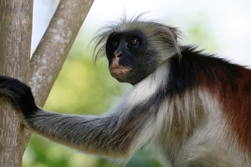 rote Colobus