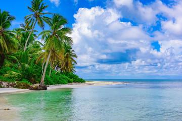 Fototapeta na wymiar paradise tropical beach palm